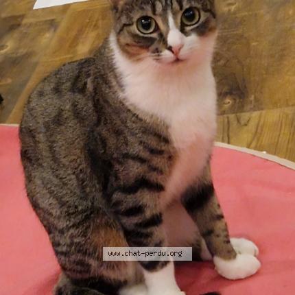 Photo 1/1 Kira Chat lost in Zaventem