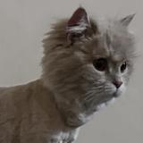 Picture of cat lost at Lahore