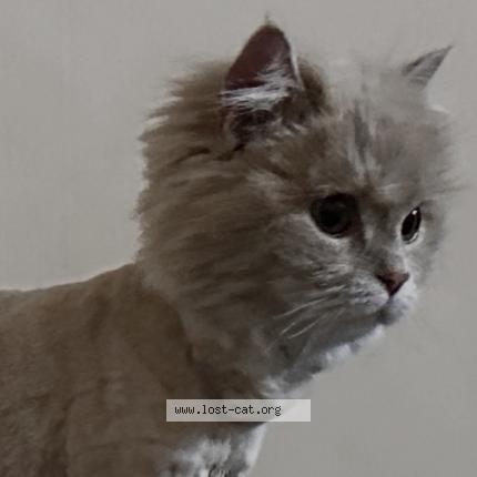 Photo 1/1 Julia Chat lost in Lahore