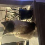 Picture of cat lost at Villejuif