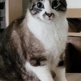 Picture of cat lost at Nantes