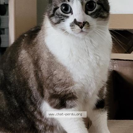 Photo 1/1 Luffy Chat lost in Nantes