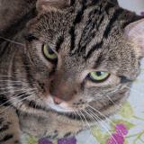 Picture of cat lost at Port D Envaux