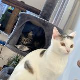 Picture of cat lost at Lixy