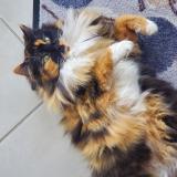 Picture of cat found at Viuz En Sallaz