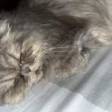 Picture of cat lost at Lahore