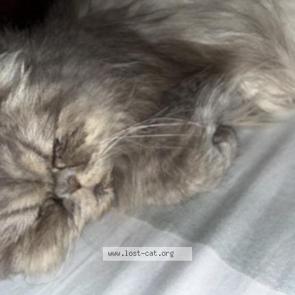 Photo 1/1 Cookie Chat lost in Lahore