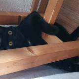 Picture of cat lost at Crolles