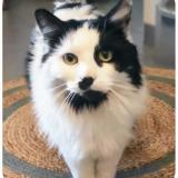 Picture of cat lost at Cannes