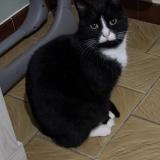 Picture of cat lost at Roux