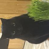 Picture of cat lost at Montpellier