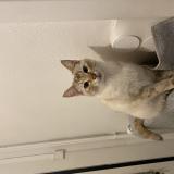 Picture of cat lost at Roubaix