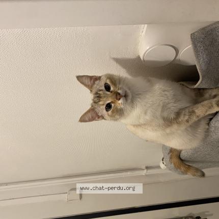 Photo 1/1 Minouche Chat lost in Roubaix