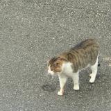 Picture of cat found at Caromb