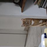 Picture of cat lost at Le Luc