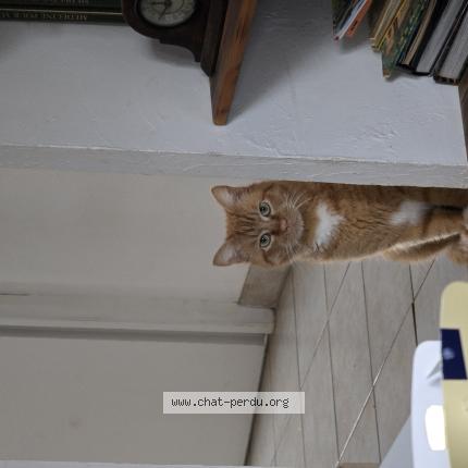 Photo 1/1 Tigrou Chat lost in Le luc