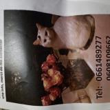 Picture of cat lost at Sourzac