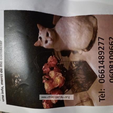 Photo 1/1 Lucette Chat lost in Sourzac