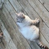 Picture of cat lost at Marignane