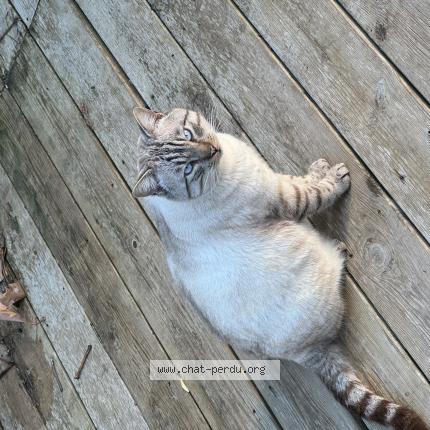 Photo 1/1 Caribou Chat lost in Marignane