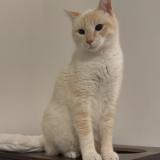 Picture of cat lost at Cransac