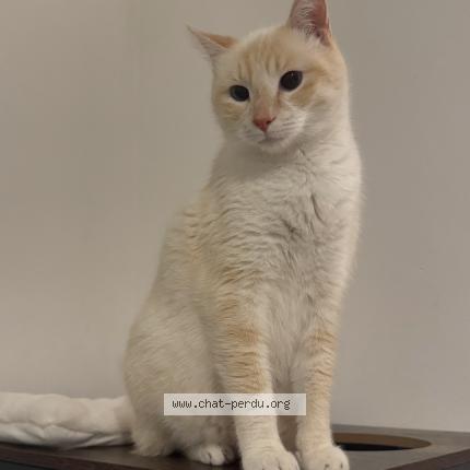 Photo 1/1 Mama Chat lost in Cransac