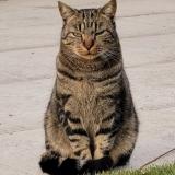 Photo of a cat found in Gland