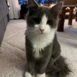 Picture of cat lost at Boussy St Antoine