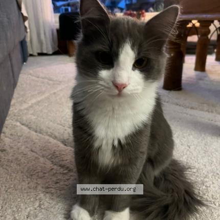 Photo 1/1 Billy Chat lost in Boussy st antoine