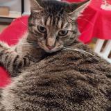 Picture of cat lost at Nantes