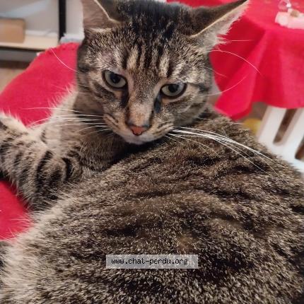 Photo 1/1 Tigrou Chat lost in Nantes