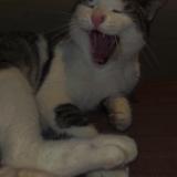 Picture of cat lost at Rochefort