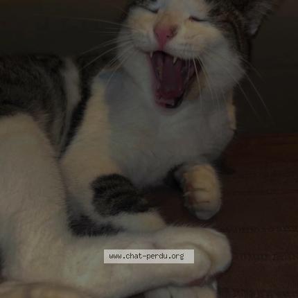 Photo 1/1 Pattoune Chat lost in Rochefort