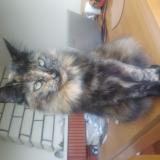 Picture of cat lost at Melle