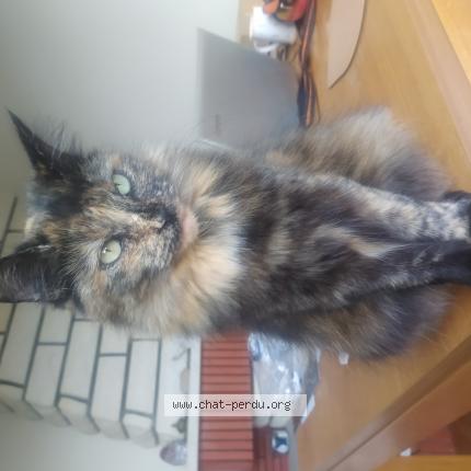 Photo 1/1 Philo Chat lost in Melle