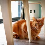 Picture of cat lost at Noyal Muzillac