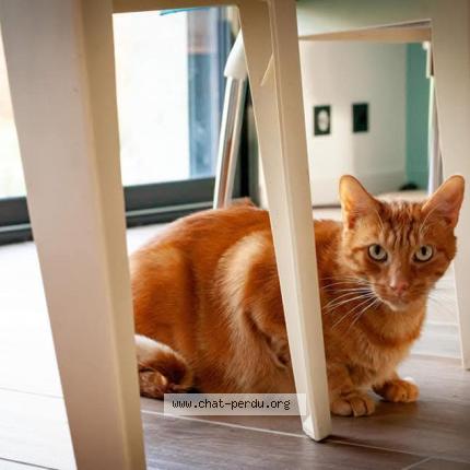 Photo 1/1 Isidor Chat lost in Noyal muzillac