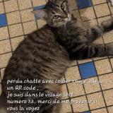 Picture of cat lost at La Chapelle De Brain