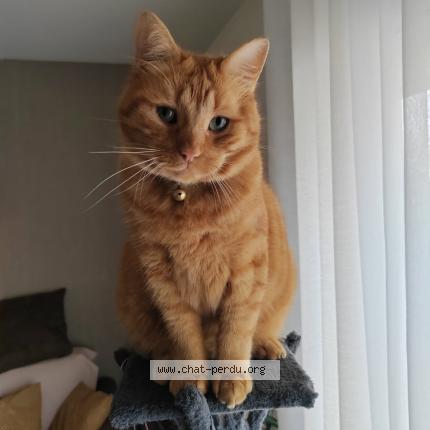 Photo 1/1 FILOU Chat lost in La chapelle st luc