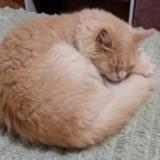 Picture of cat lost at Espira De Lagly