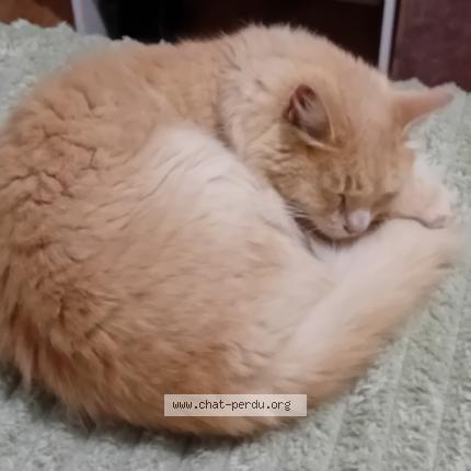 Photo 1/1 Pacha Chat lost in Espira de lagly