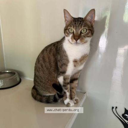 Photo 1/1 Chupa Chat lost in Orleans