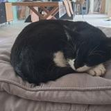 Picture of cat lost at Gonneville Le Theil Gonneville