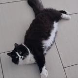 Picture of cat lost at Plaisance Du Touch