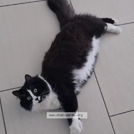 Photo 1/1 Kali Chat lost in Plaisance du touch