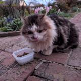 Picture of cat found at Catenay