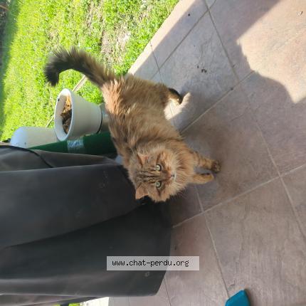 Photo 1/1 Found cat Found in Saint jean de vedas