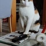 Picture of cat lost at Gratentour