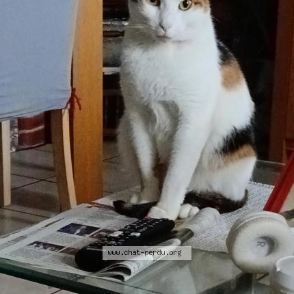 Photo 1/1 Lilith Chat lost in Gratentour