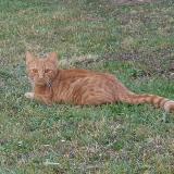 Picture of cat lost at Reims